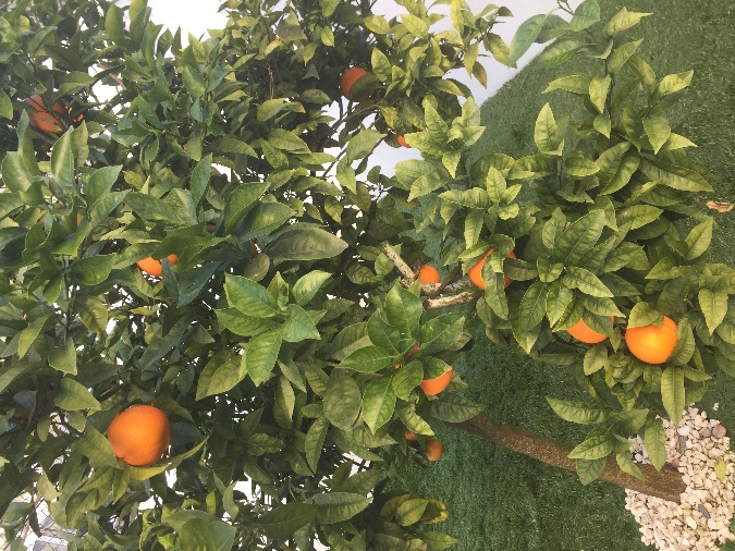 appelsienenboom in de tuin